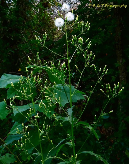 {Erechtites hieraciifolius}
